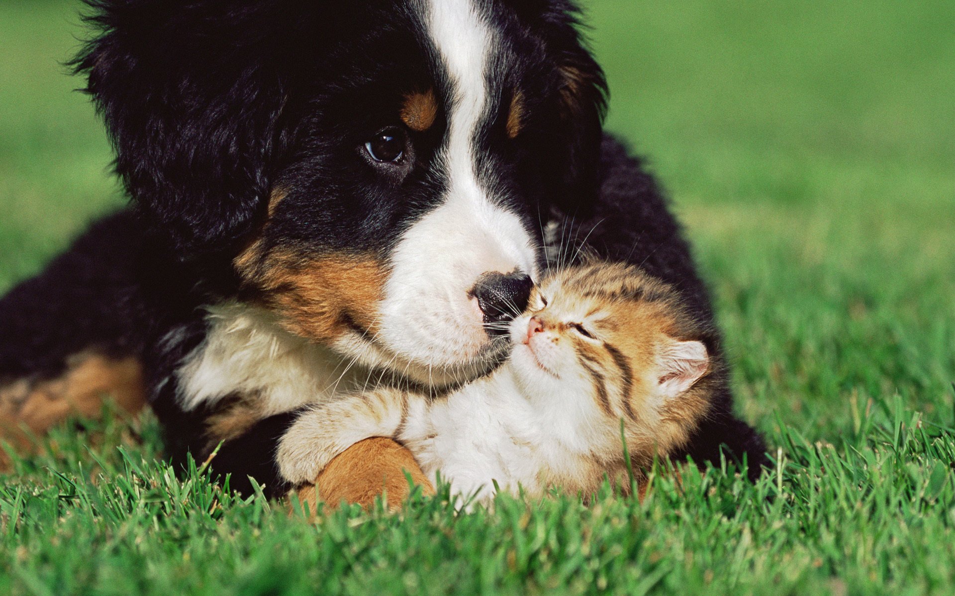 chien chaton amitié herbe