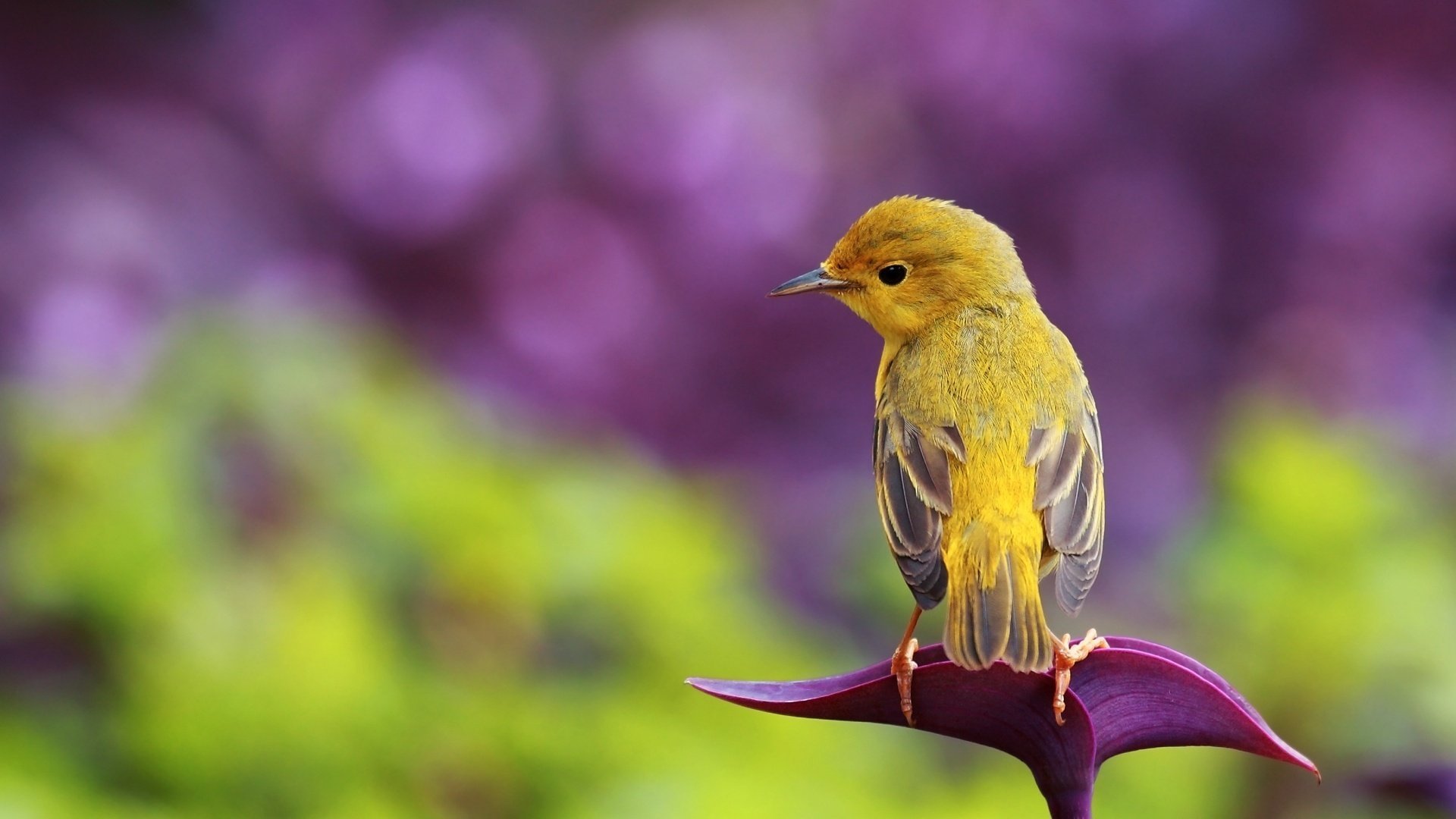 vogel kleiner vogel natur