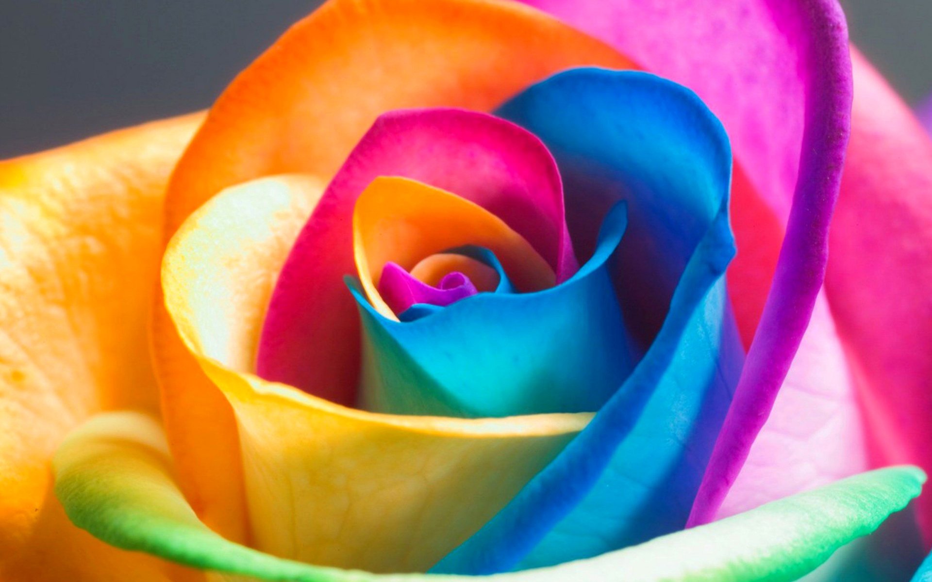 multicolored rose rose flower