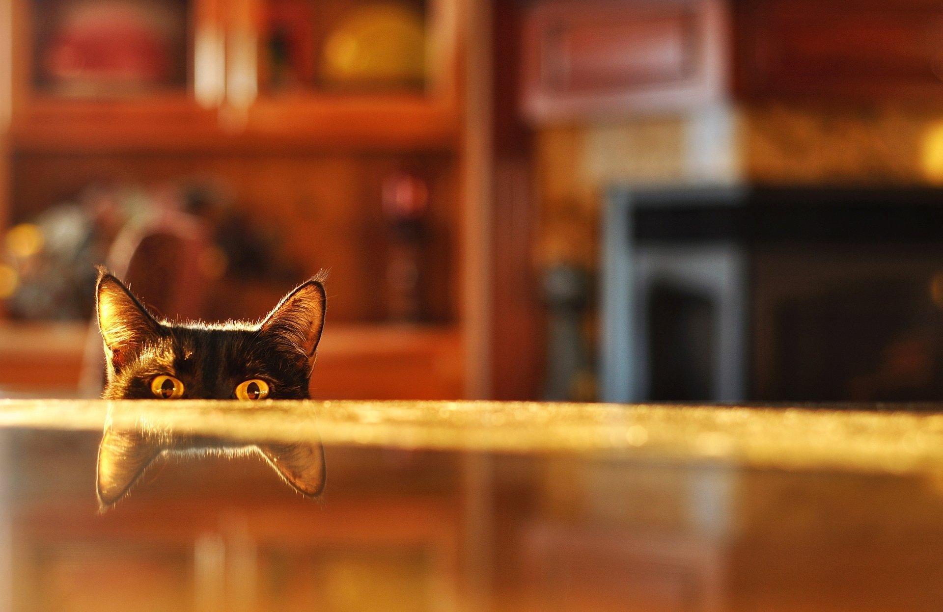 table peeping chambre flou chat réflexion