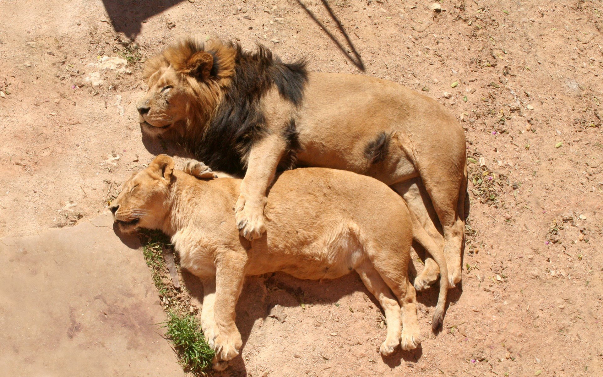 leo lioness family mane sleep stay