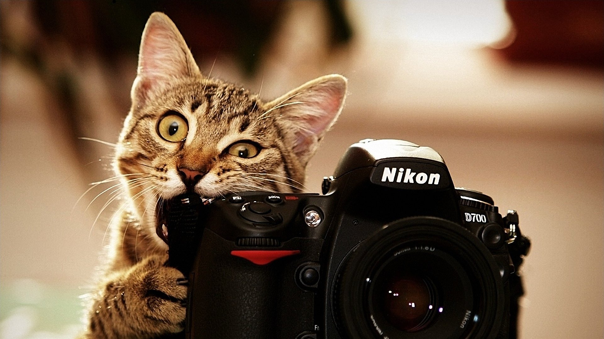 bites nikon cat photo accessory nikon cat kitten funny len