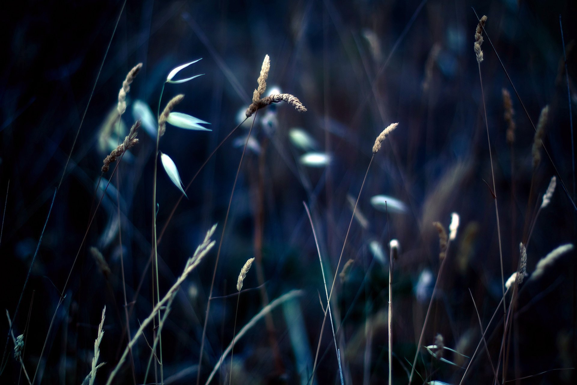 macro spikelets gra