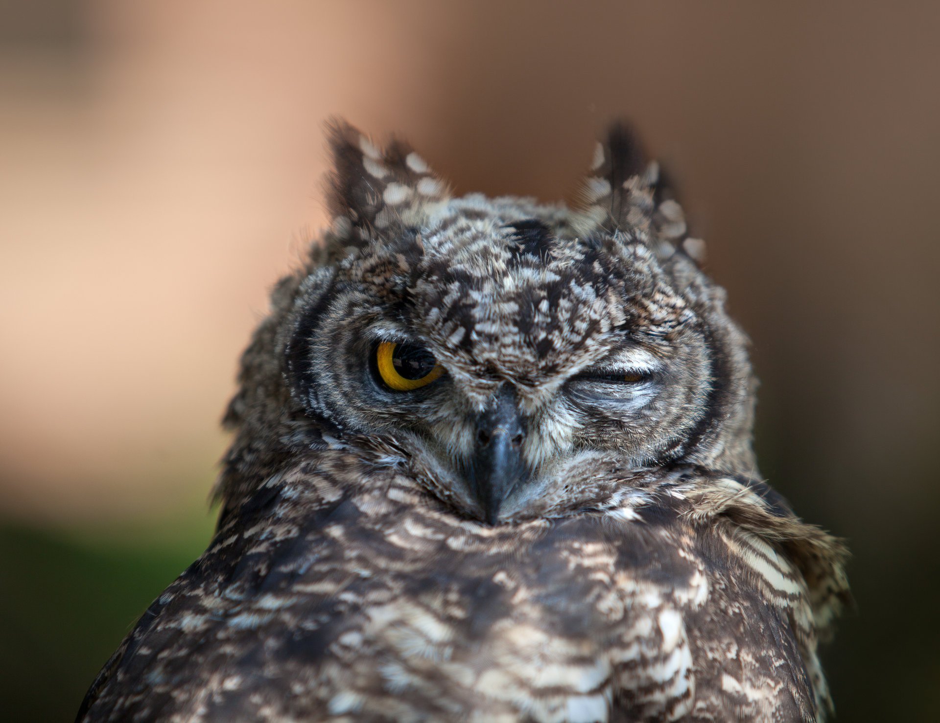 clignotant humeur oiseau oeil hibou