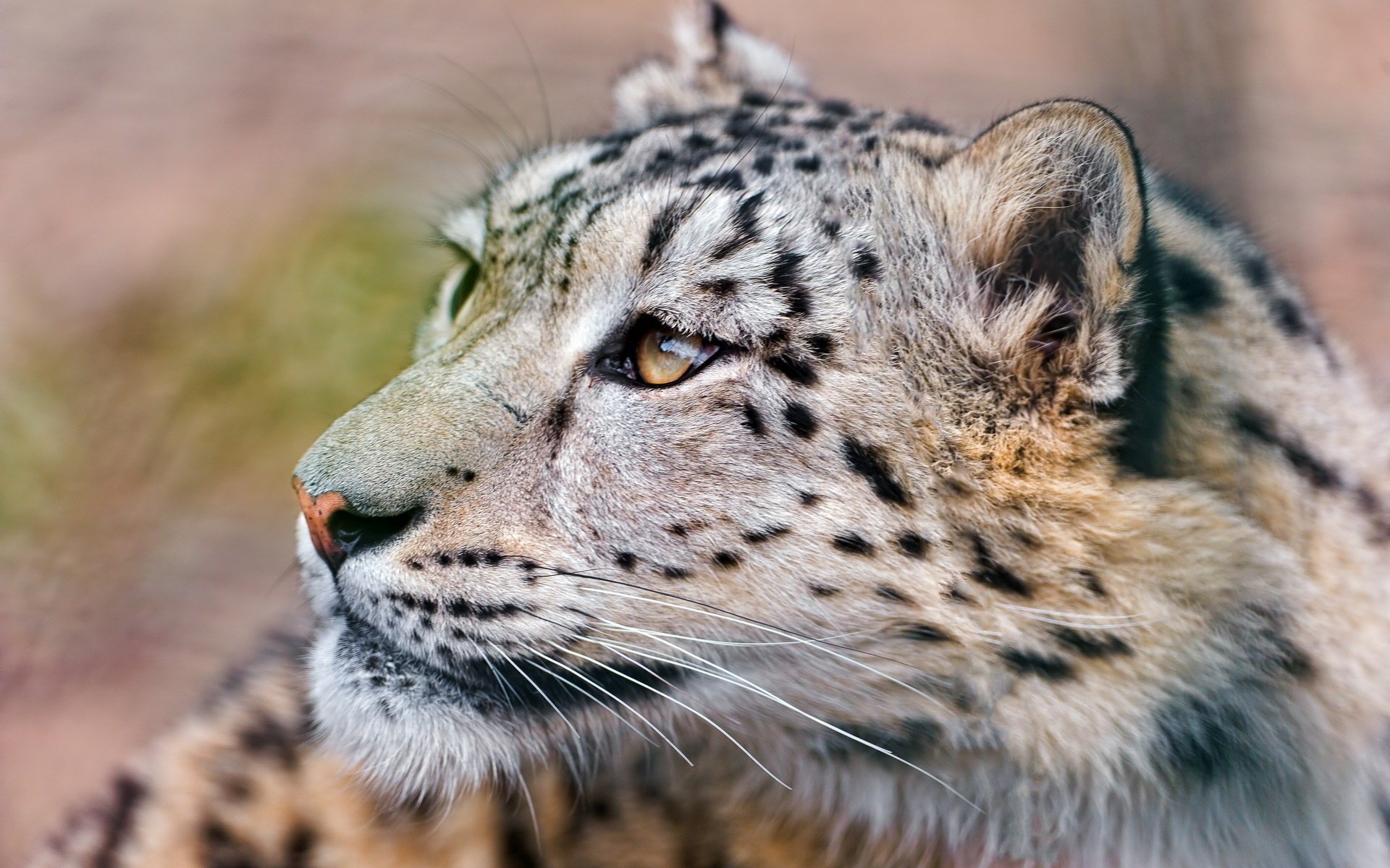 leopardo de las nieves bigote hocico mirando hacia arriba irbis