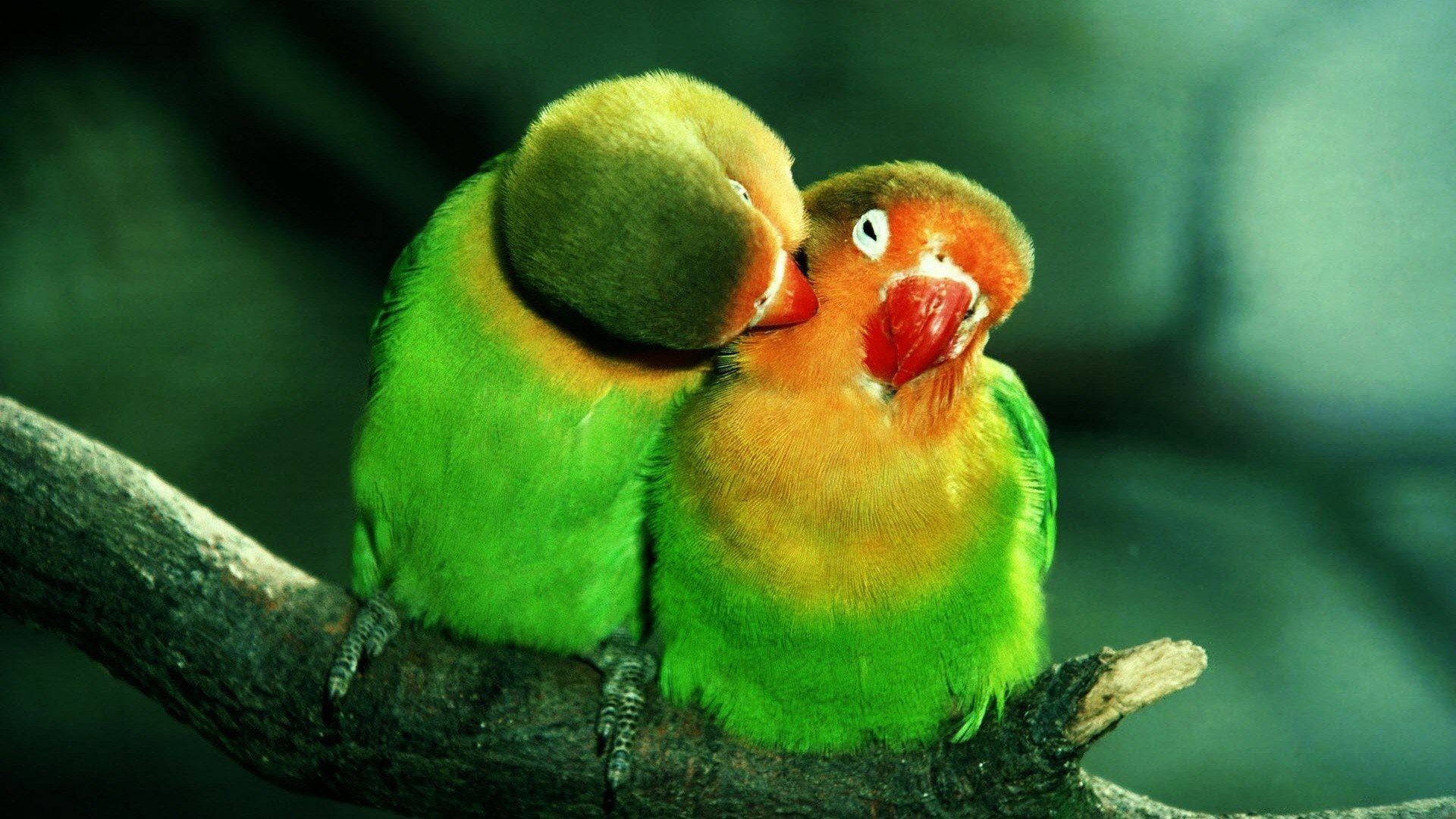 papagei papageien lovebirds vogel vögel vögel zweig untrennbare liebe