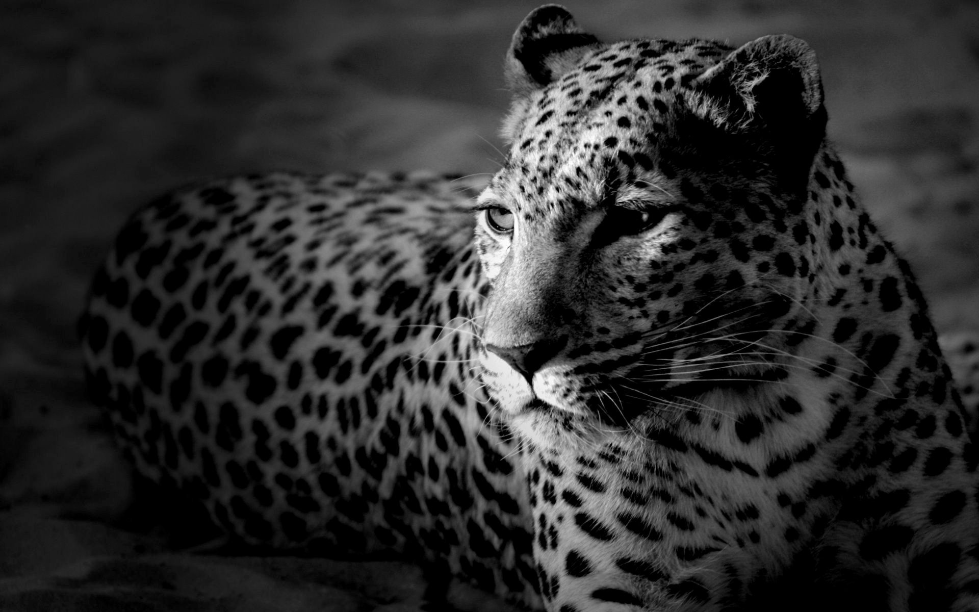 leopardo gato grande melancolía calma blanco y negro animal