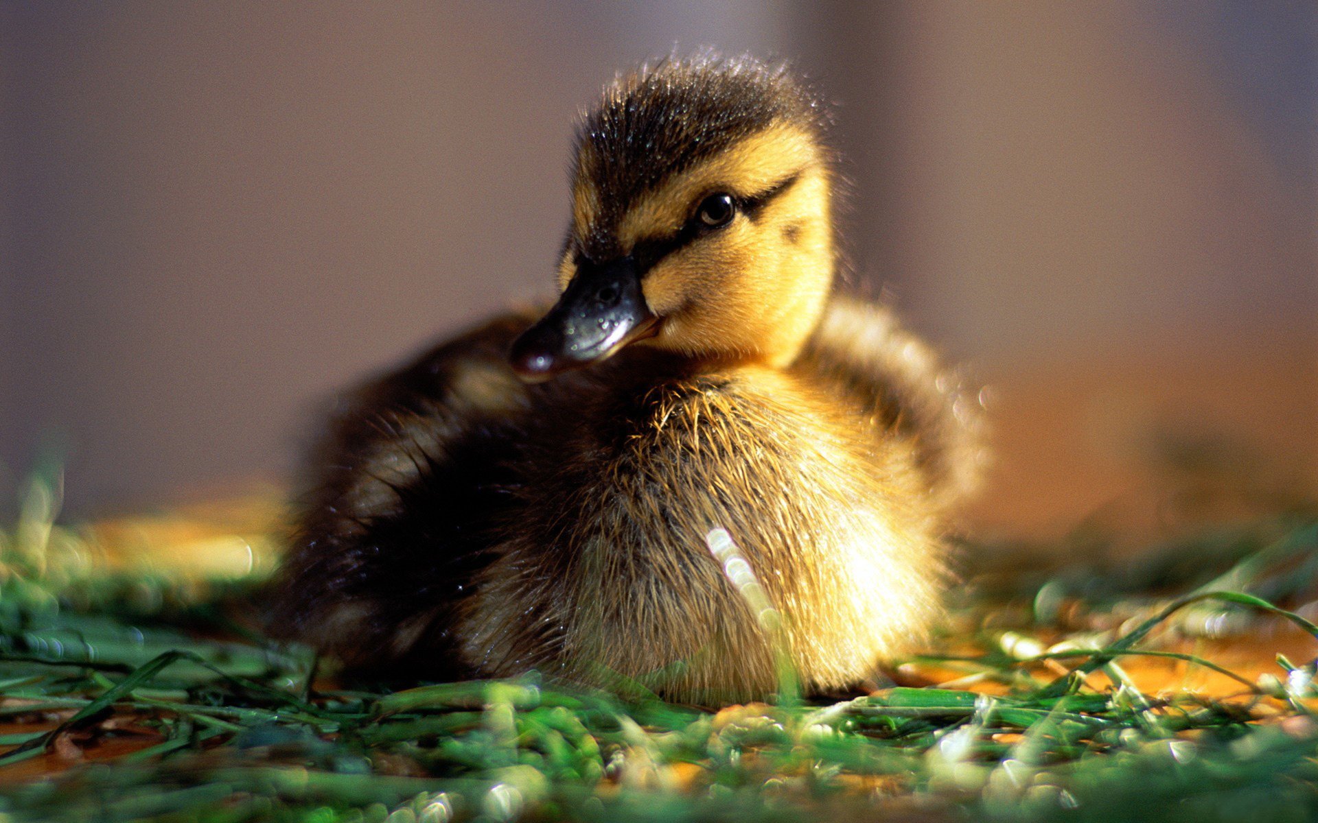 patito mañana sol bebé estado de ánimo rocío