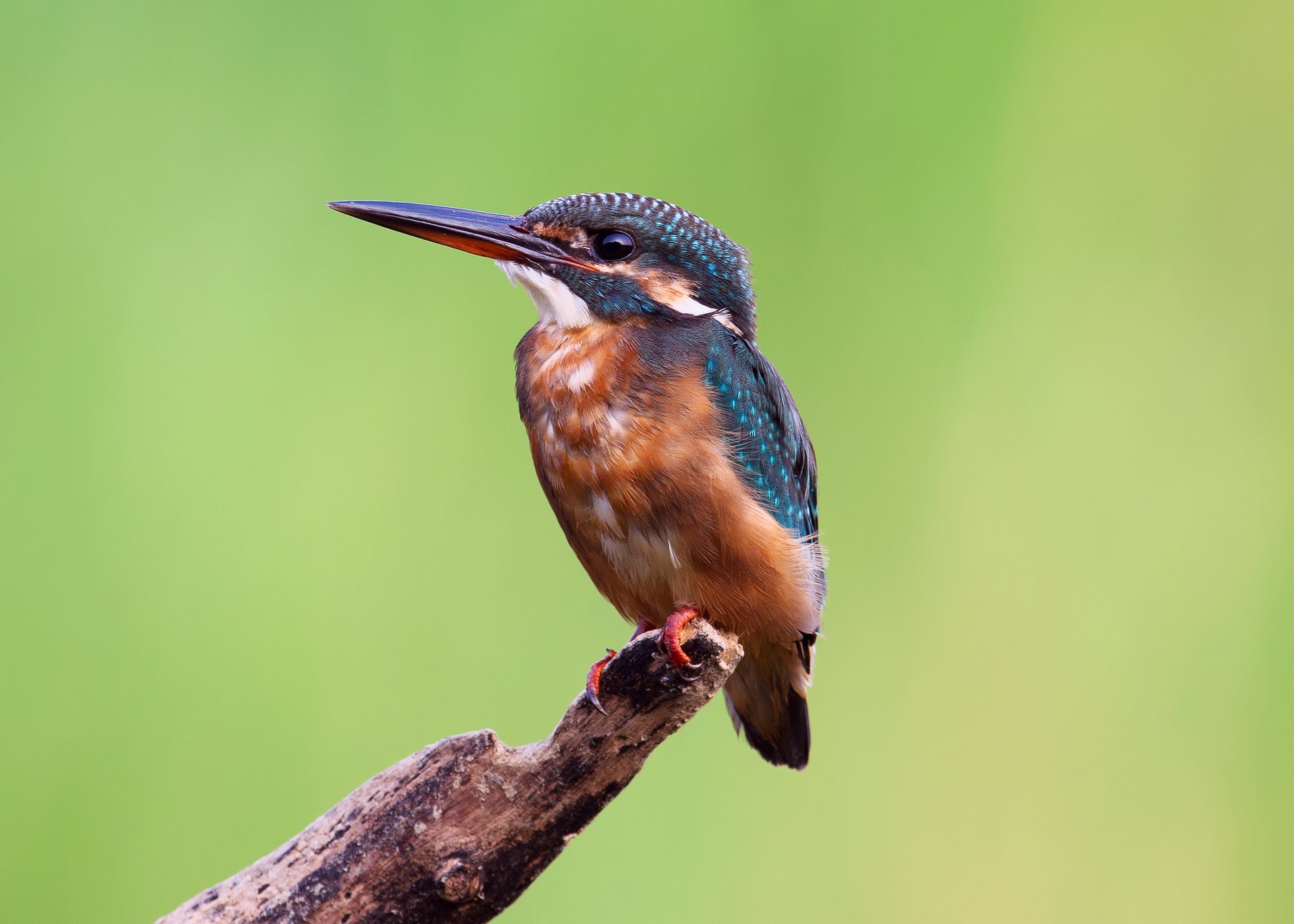 kingfisher zimorodek gałąź tło