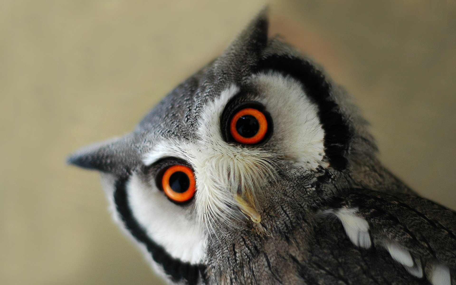 oiseau hibou fond