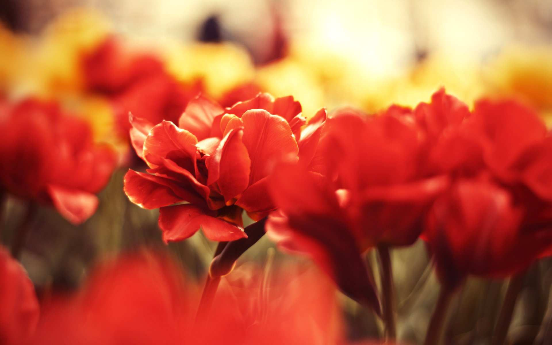 fleurs rouge fleurs rouges