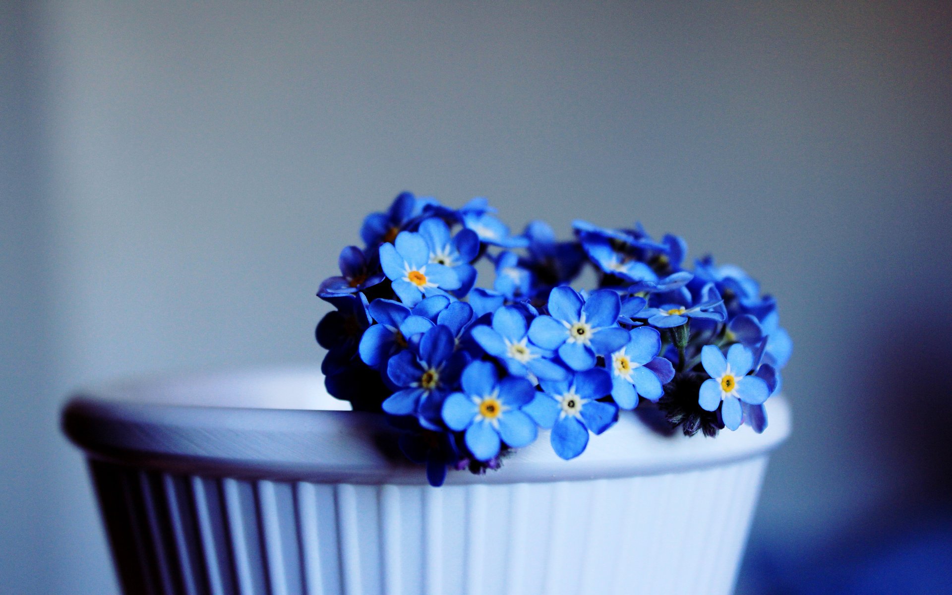 myosotis fleurs fleur petites fleurs bleu bleu clair fleurs bleues tasse