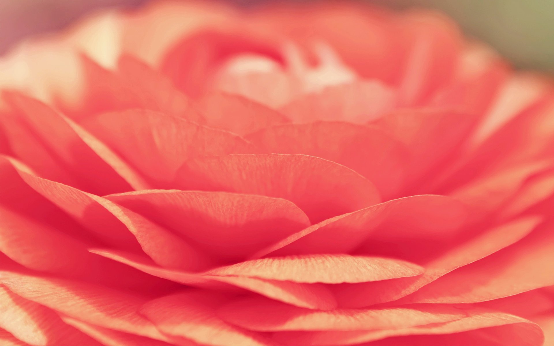 rosa fiore petali macro