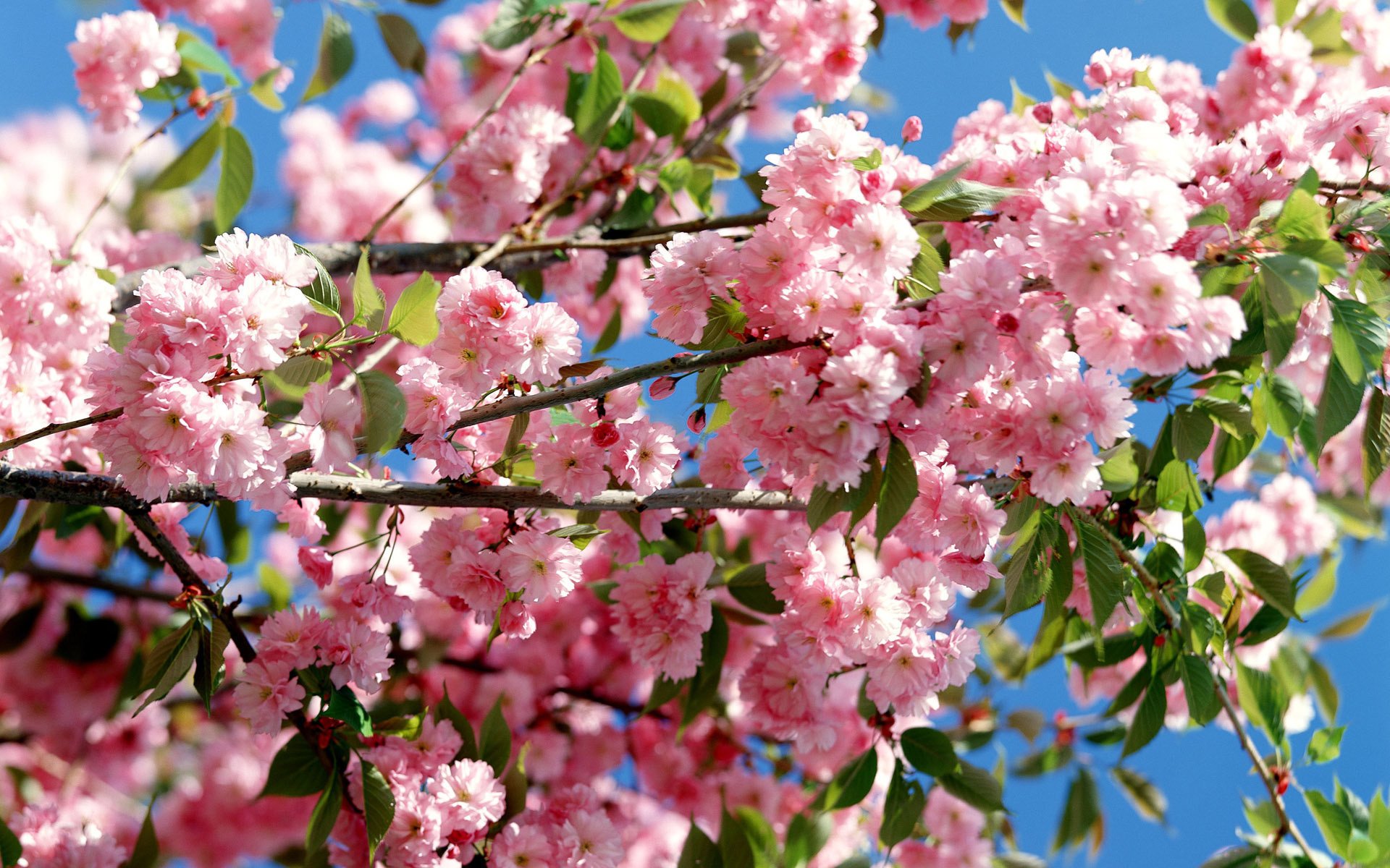 kwiat wiśni japonia kwiaty drzewo sakura kwitnące drzewo liście kwitnienie różowe kwiaty wiosna różowy gałęzie gałęzie