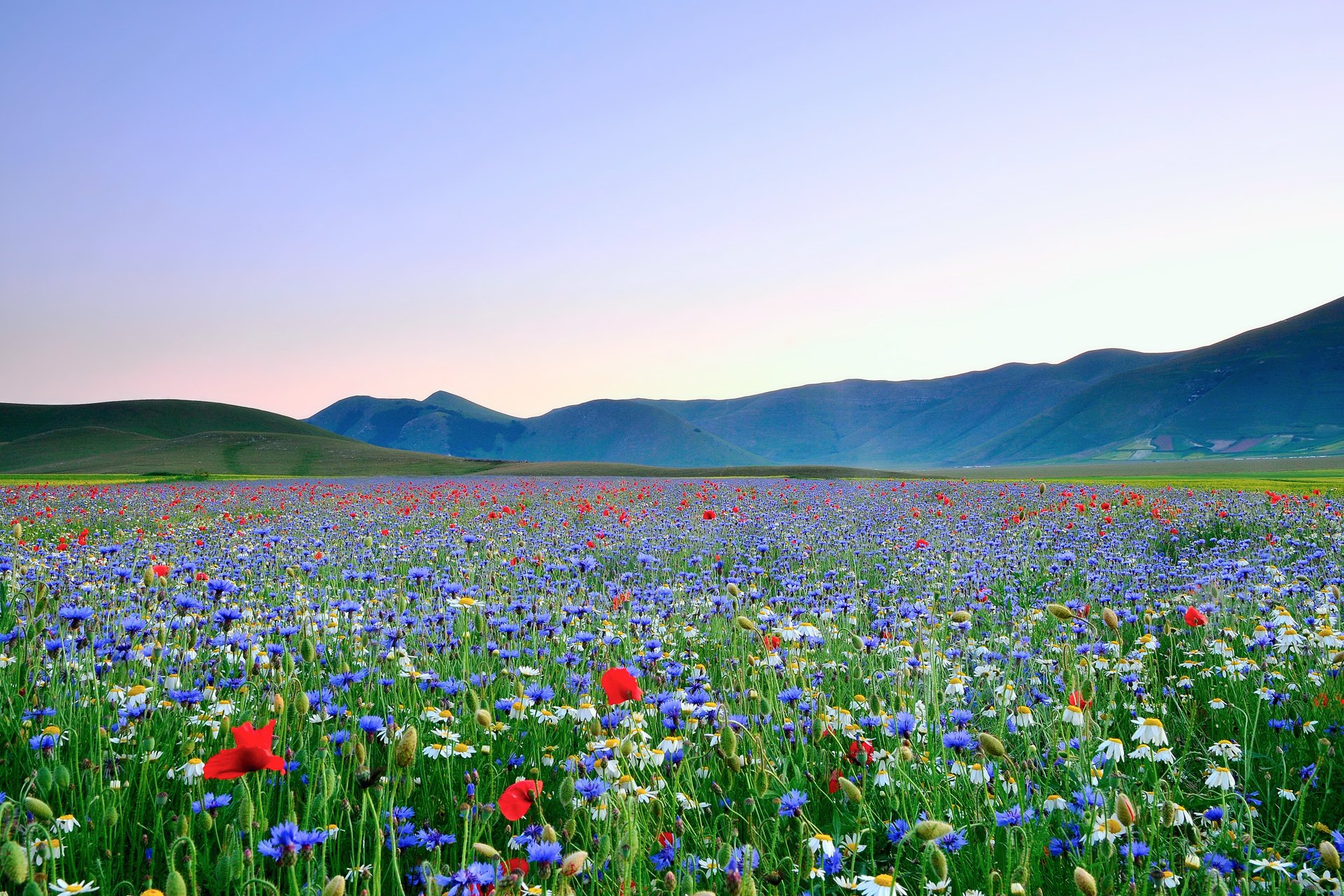 varietà fiori papaveri cielo campo margherite valle