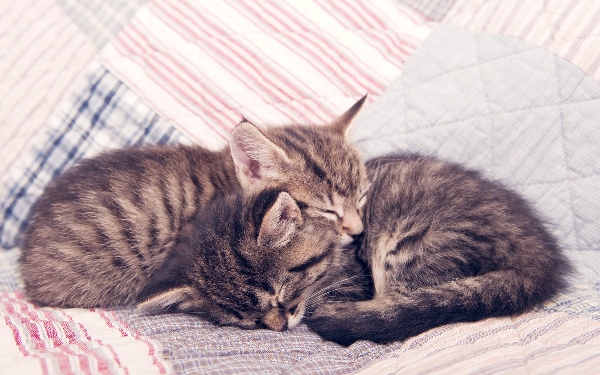 gatti gattini addormentati gattini gatti sigilli sonno calma intimità tenerezza bambini piccoli animali domestici coperta