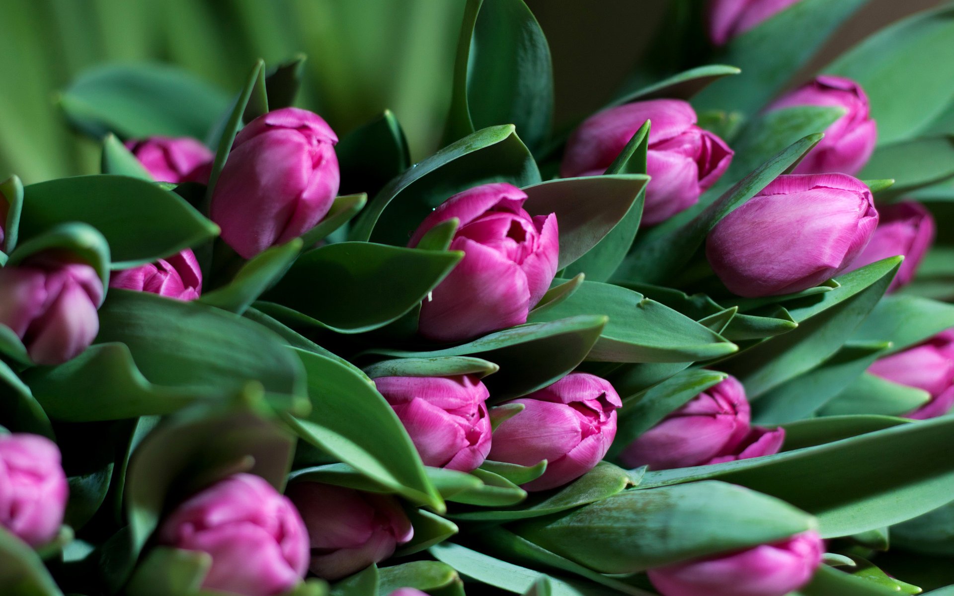 flores tulipán vegetación hojas tulipanes ramo frescura primavera flores púrpuras