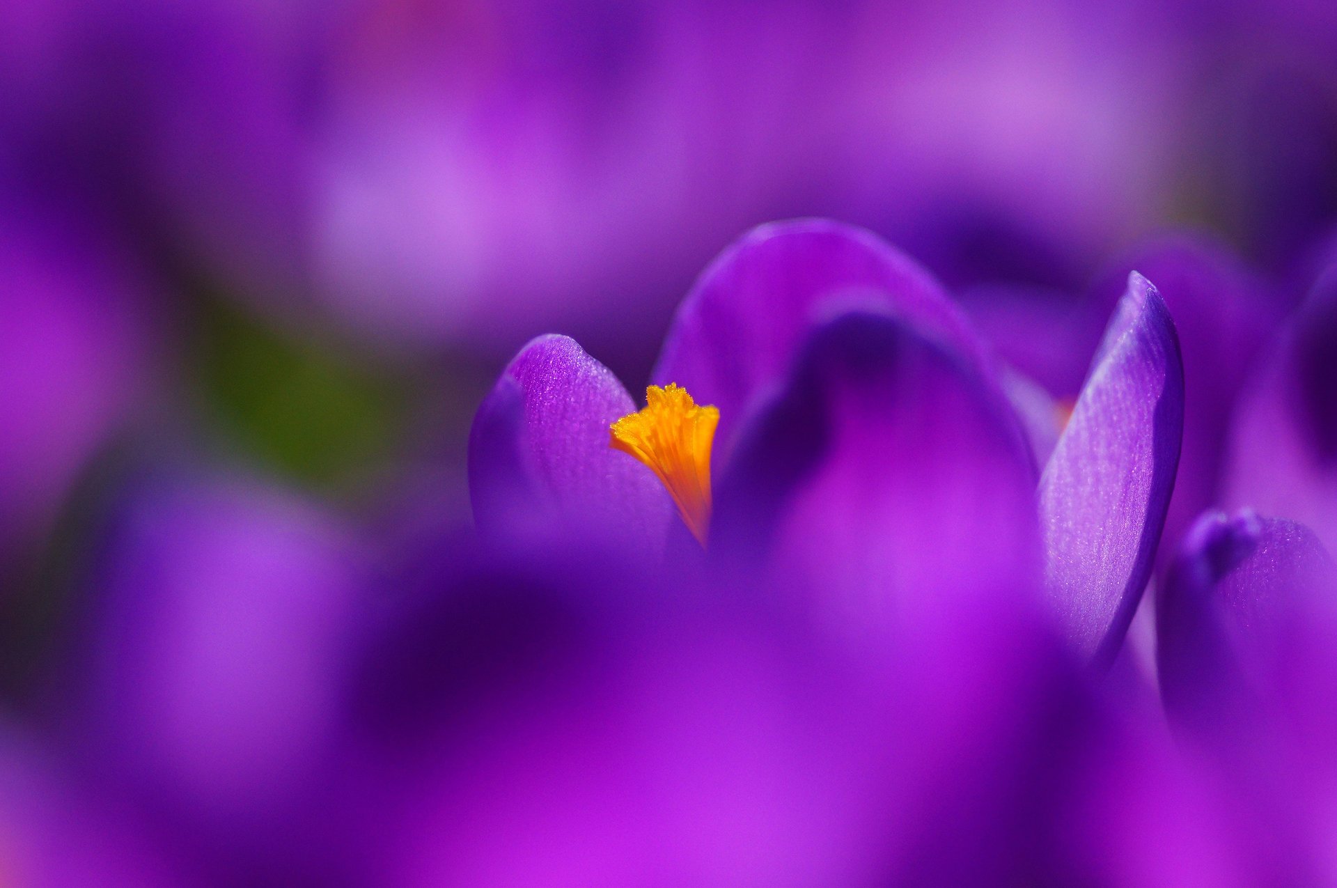 crocus fleurs violette printemps lilas