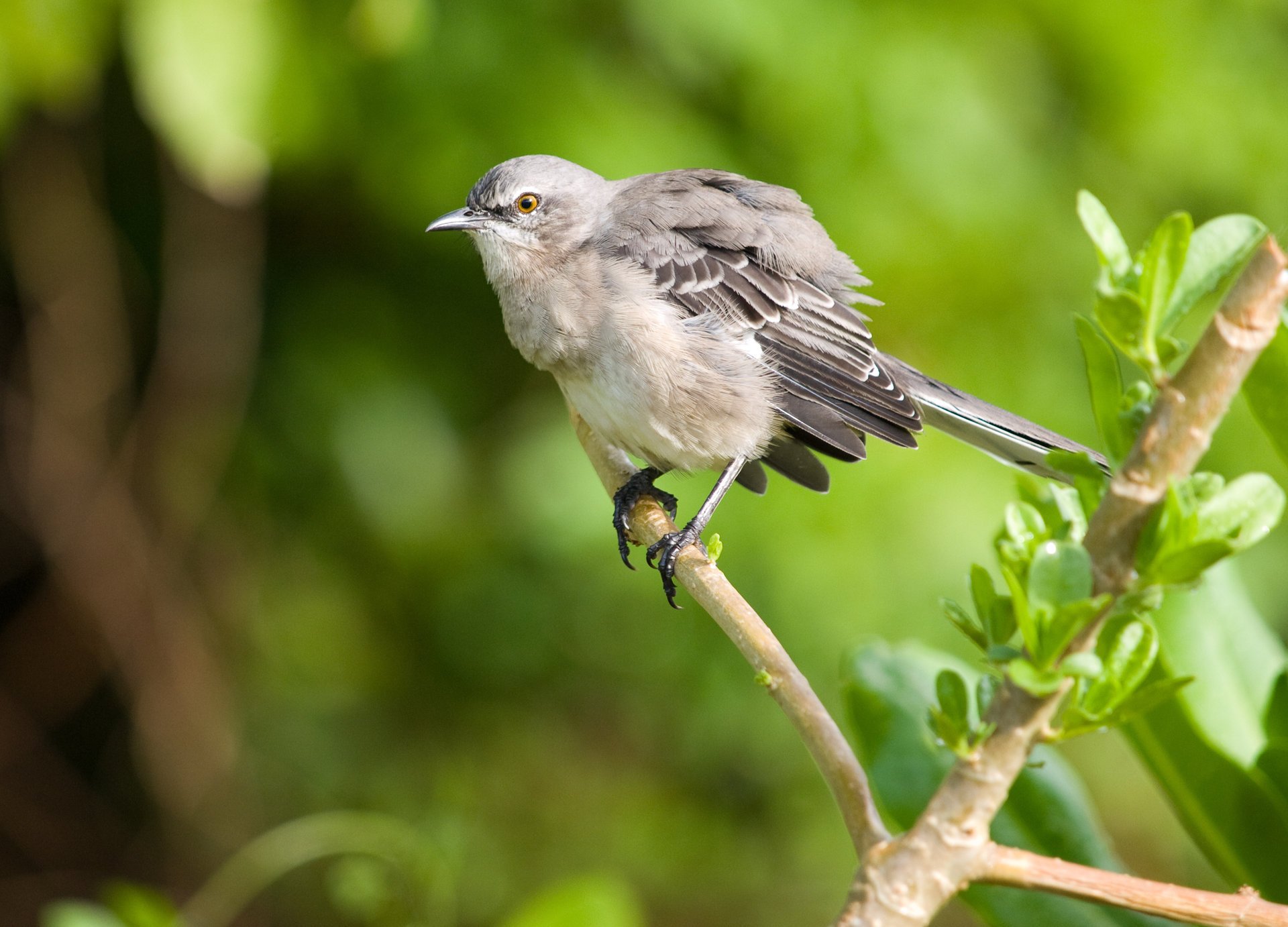 mockingbird mockingbird bird branch macro