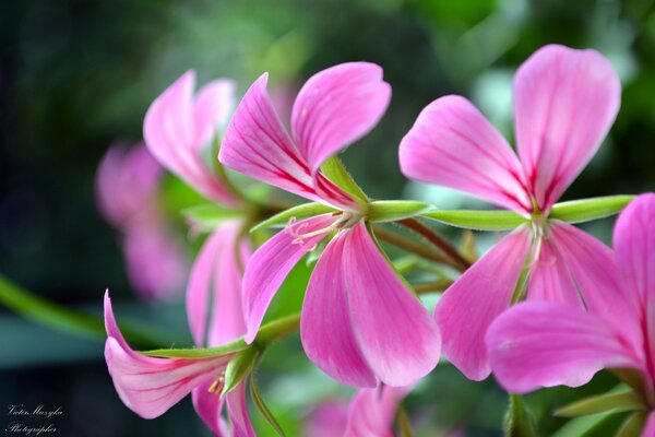 Glowing pink streaked pelargonium