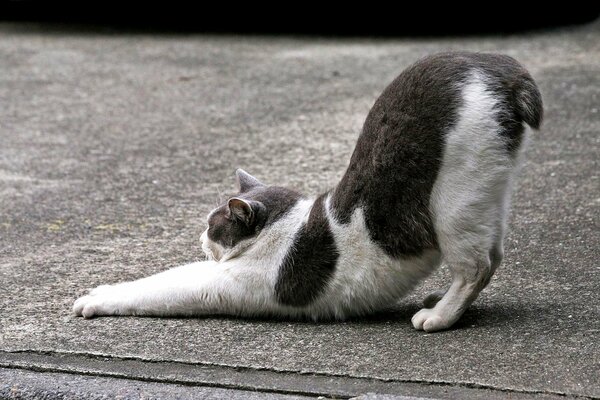 Eine gefleckte Katze schlürft auf dem Asphalt