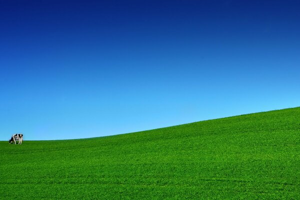 Mucca sul prato verde su uno sfondo di cielo blu