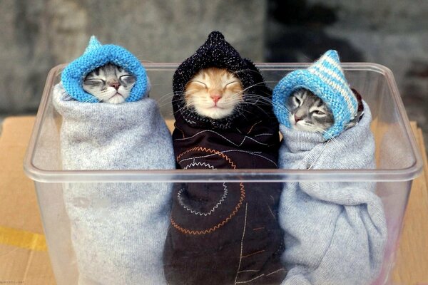 Funny cats. Sweet dream