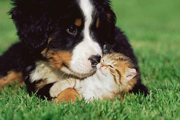 Grande cane e piccolo gattino si trovano sull erba