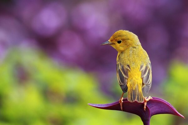 Petit oiseau dans la nature