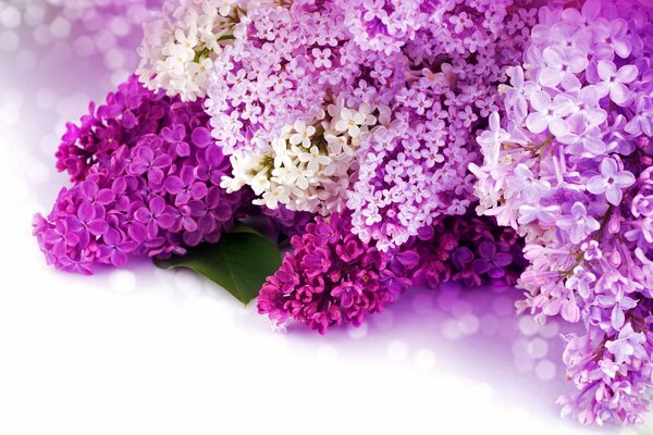 I colori viola, lilla e bianco sono uno dei primi colori della primavera
