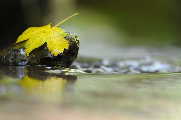 Yellow autumn leaf on a stone