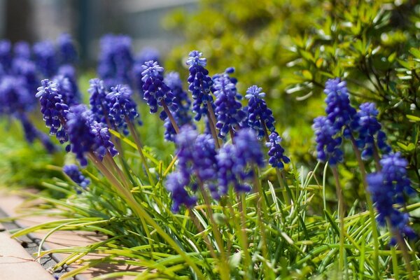 Ein hässlicher Name für eine Blume, aber eine sehr schöne blaue Farbe