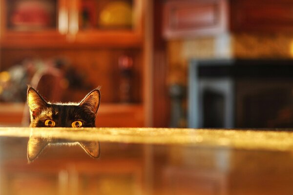 Chat lorgnant sur un reflet flou