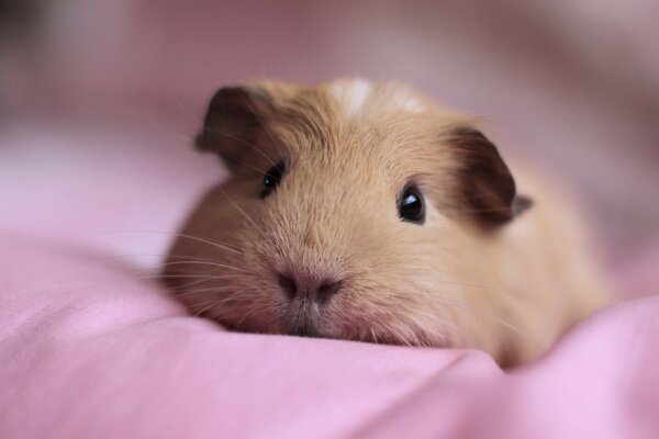 The guinea pig is lying on a pink litter