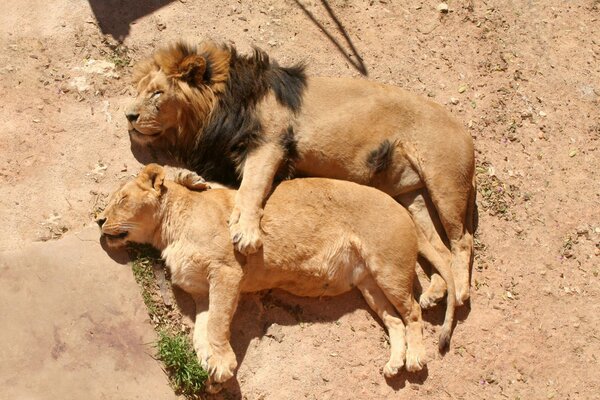 A family of Lions is resting on the ground