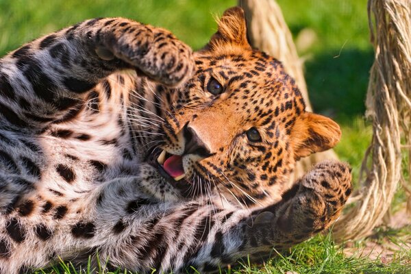 Muso di leopardo macchiato che gioca con le zampe