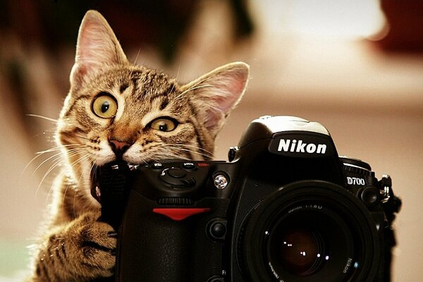 Chaton mord appareil photo Nikon