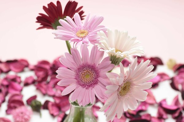 Gerbera a des pétales rouges et roses