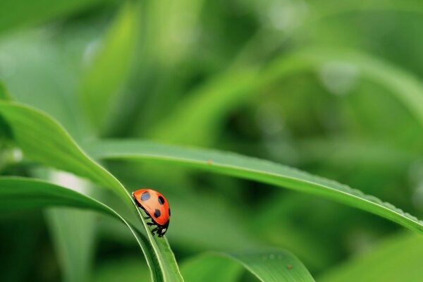 Ladybug crawling on the grass