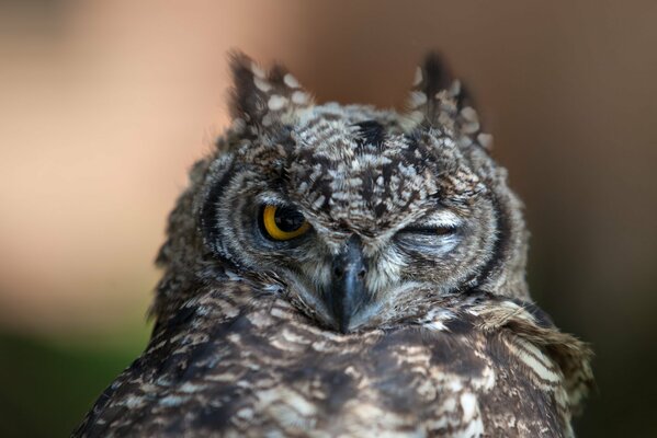 Blinzeln ich genehmige den stolzen Vogel