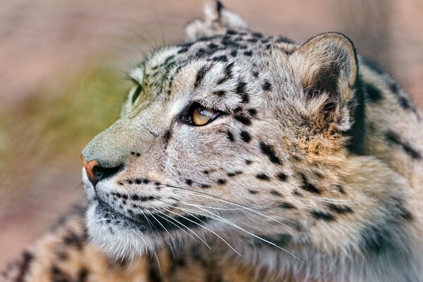 Le regard prédateur du léopard des neiges