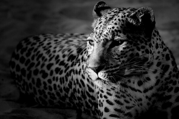 La vie d un grand léopard torturé