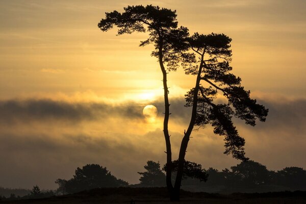 Albero Paesaggio sullo sfondo del cielo al tramonto