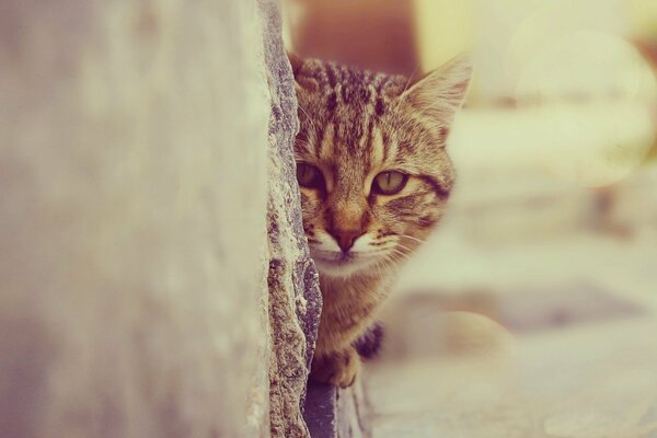 El gato se sienta contra la pared y Mira fijamente