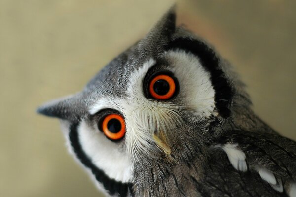 Le hibou du plafond regarde à nouveau