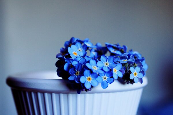 Pot avec une petite fleur de Myosotis