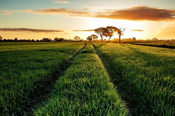 Grüne Sommerwiese bei Sonnenaufgang