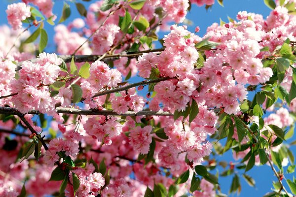 Belle fleur de cerisier au Japon