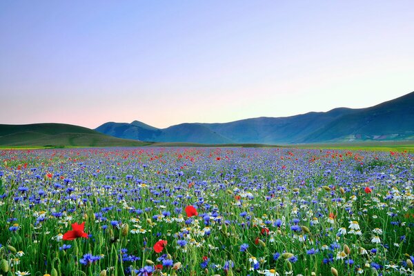 Flower valley with a variety of herbs from poppies and daisies