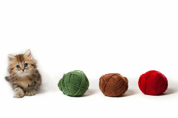 A fluffy kitten and three skeins of yarn lying in a row